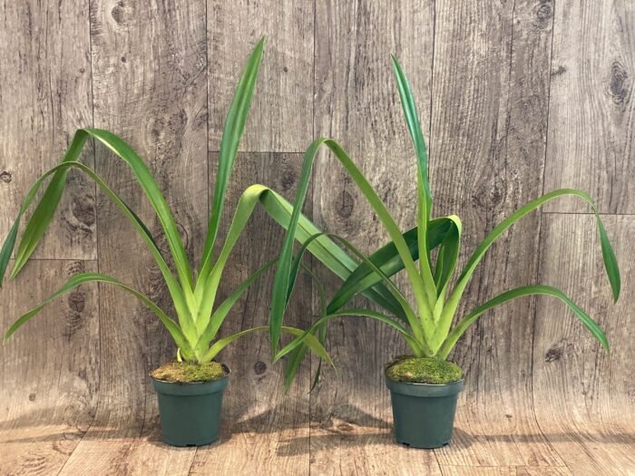 Phragmipedium Mont Fallu (longifolium x Grande 'PR') (4.5” pot) - Image 2