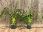Phragmipedium Mont Fallu (longifolium x Grande 'PR') (4.5” pot) - Image 3