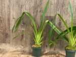 Phragmipedium Mont Fallu (longifolium x Grande 'PR') (4.5” pot) - Image 4