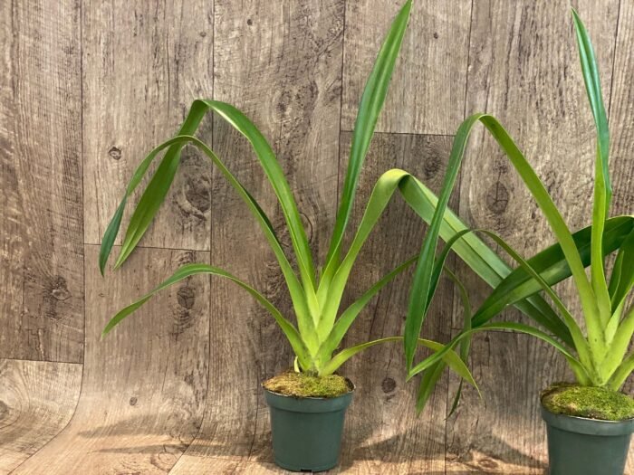 Phragmipedium Mont Fallu (longifolium x Grande 'PR') (4.5” pot) - Image 4