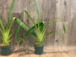 Phragmipedium Mont Fallu (longifolium x Grande 'PR') (4.5” pot) - Image 5