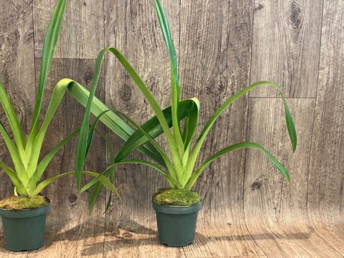 Phragmipedium Mont Fallu (longifolium x Grande 'PR') (4.5” pot) - Image 5