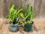 Bulbophyllum masdevalliaceum (BS, 3.5" pot) - Image 2