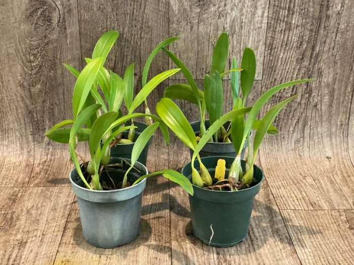 Bulbophyllum masdevalliaceum (BS, 3.5" pot) - Image 2