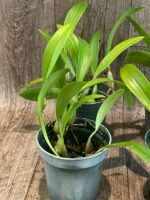 Bulbophyllum masdevalliaceum (BS, 3.5" pot) - Image 4