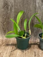 Bulbophyllum masdevalliaceum (BS, 3.5" pot) - Image 6