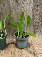 Bulbophyllum masdevalliaceum (BS, 3.5" pot) - Image 7