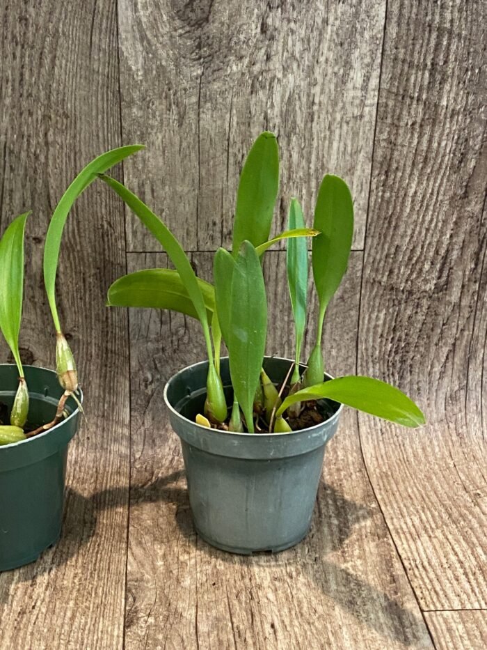 Bulbophyllum masdevalliaceum (BS, 3.5" pot) - Image 7
