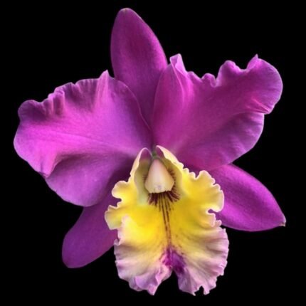 Blc. Grandma June Metcalf ‘Yellow Lip’ (Cornerstone x Memorial Miguel Fernandez) (3.5” pot)