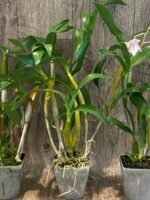 Dendrobium Roy Tokunaga (‘HR pink’ x ‘Best Pink’) (3.5” pot) - Image 5