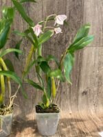Dendrobium Roy Tokunaga (‘HR pink’ x ‘Best Pink’) (3.5” pot) - Image 6