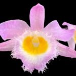 In Buds Dendrobium loddigesii (3.5” pot)