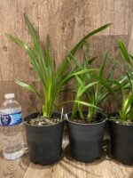 Cymbidium Vanessa Blues (5" pot) - Image 4