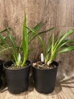Cymbidium Vanessa Blues (5" pot) - Image 6
