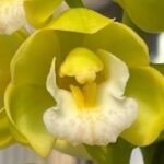 Cymbidium (Snow Court x ensifolium) x (Let Your Lovelight Shine '#1 White' x Olymilum 'White Elf’) (Warm Tolerant, 5" pot)