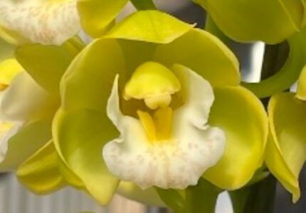 Cymbidium (Snow Court x ensifolium) x (Let Your Lovelight Shine '#1 White' x Olymilum 'White Elf’) (Warm Tolerant, 5" pot)