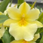 IN SPIKES Miltoniopsis roezlii var. xanthina Multi-growths (3.5” Pot)