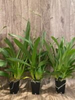 TRIPLE SPIKES Vuylstekeara Melissa Brianne ‘Dark’ (2.5” Pot) - Image 6