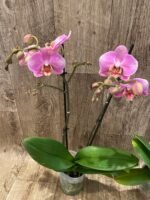 Phalaenopsis Double Spikes (4.5" pot) - Image 4