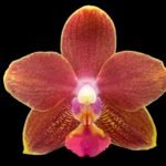 Double Spikes Mini Phalaenopsis (3.5” pot)