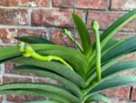 Huge Vanda Kulwadee Fragrance 3 Spikes with 2 New Growths - Image 2