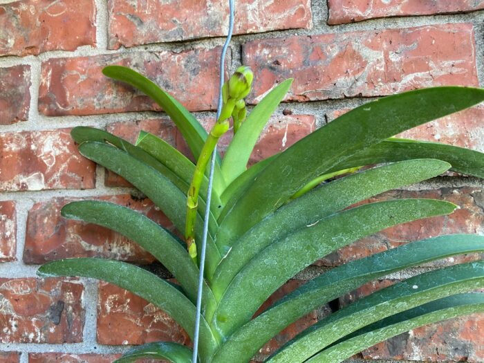 Huge Vanda Kulwadee Fragrance 3 Spikes with 2 New Growths - Image 4