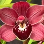 Cymbidium Peter Pan 'Lawson's #5' x Ruby Lips #1 (5" pot)