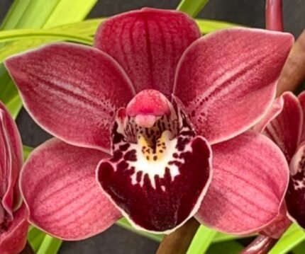 Cymbidium Peter Pan 'Lawson's #5' x Ruby Lips #1 (5" pot)