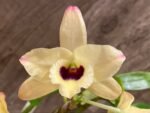Dendrobium Tianmu Canary (4” pot) - Image 2