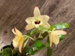 Dendrobium Tianmu Canary (4” pot) - Image 3