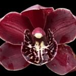 Cymbidium Black Cloud (3.5" pot)