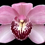 Cymbidium Rosy Wine (5" pot)