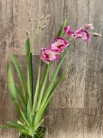 DOUBLE SPIKES Miltonia Morris Chestnut (3.5" pot) - Image 2