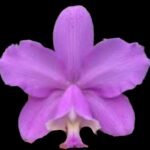 Cattleya loddigesii (5" pot)