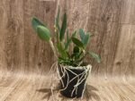 Cattleya loddigesii (5" pot) - Image 4