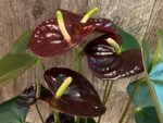 Anthurium Dark Brown Chocolate (5” pot) - Image 4
