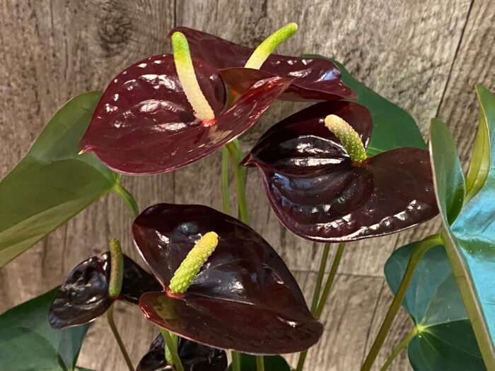Anthurium Dark Brown Chocolate (5” pot) - Image 4