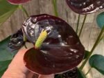 Anthurium Dark Brown Chocolate (5” pot)