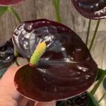 Anthurium Dark Brown Chocolate (5” pot)