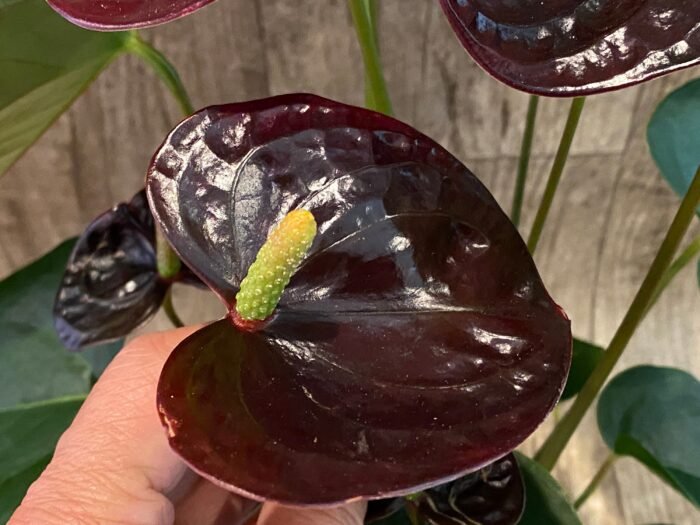 Anthurium Dark Brown Chocolate (5” pot) - Image 1