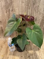 Anthurium Dark Brown Chocolate (5” pot) - Image 7