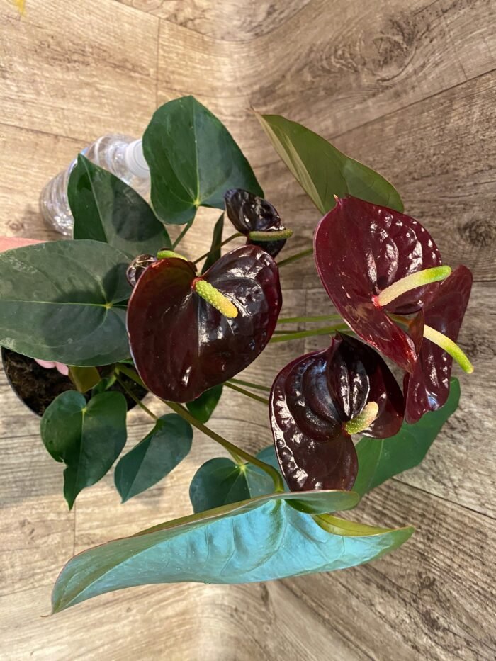 Anthurium Dark Brown Chocolate (5” pot) - Image 5