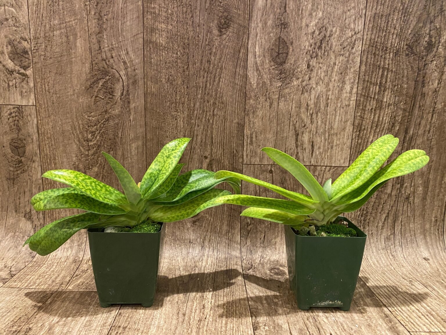 PAPH. (MULTI FLORAL) - Everything Orchids