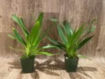 Paph. Toni Semple x lowii alba (3 Growths, 3.5” pot) - Image 3