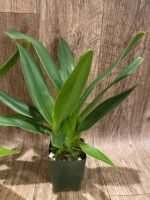 Paph. Toni Semple x lowii alba (3 Growths, 3.5” pot) - Image 6