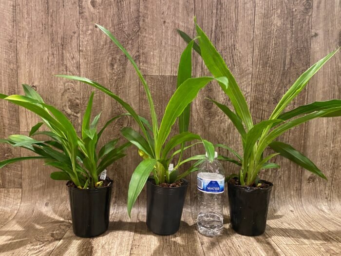 Zygopetalum Artur Elle ‘Tombstone’ (4” Pot) - Image 2