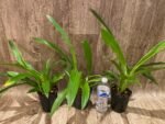 Zygopetalum Artur Elle ‘Tombstone’ (4” Pot) - Image 3