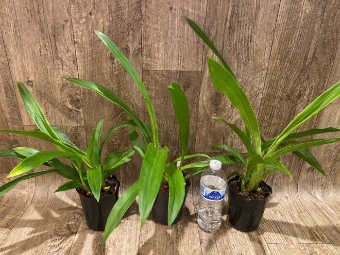 Zygopetalum Artur Elle ‘Tombstone’ (4” Pot) - Image 3
