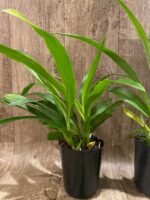 Zygopetalum Artur Elle ‘Tombstone’ (4” Pot) - Image 4