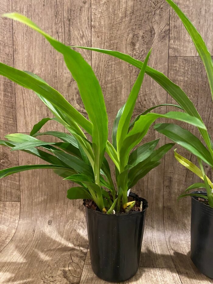 Zygopetalum Artur Elle ‘Tombstone’ (4” Pot) - Image 4